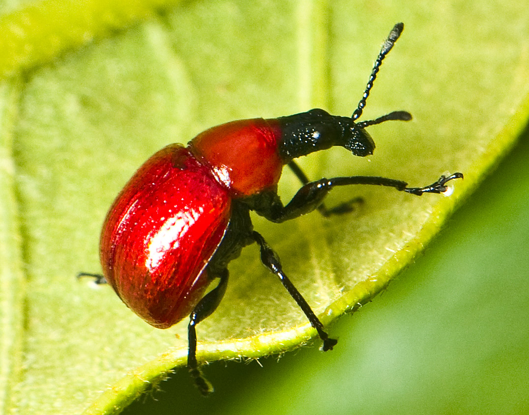 090517-094.jpg size 6 MM,     Crop from 100%,,     Homoeolabus analis