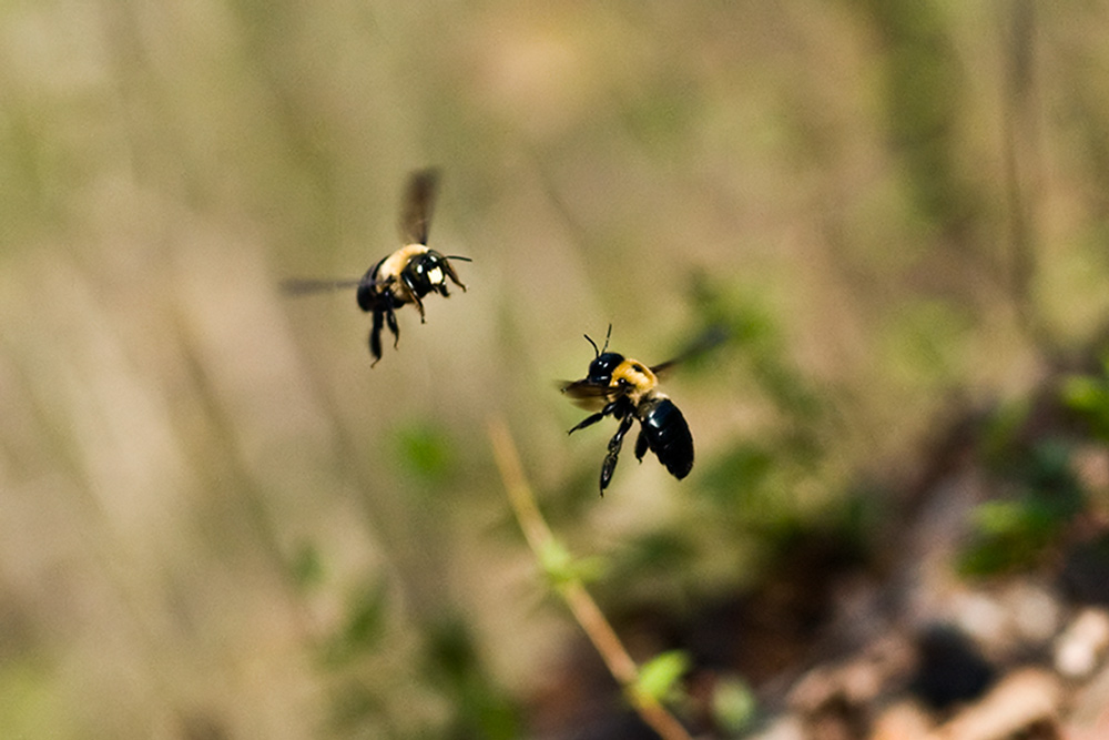 100404-195-  Boring Bee Fight