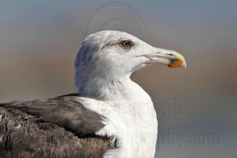_MG_1638crop Great Black-backed Gull.jpg