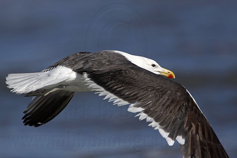 _MG_3799 Kelp Gull.jpg