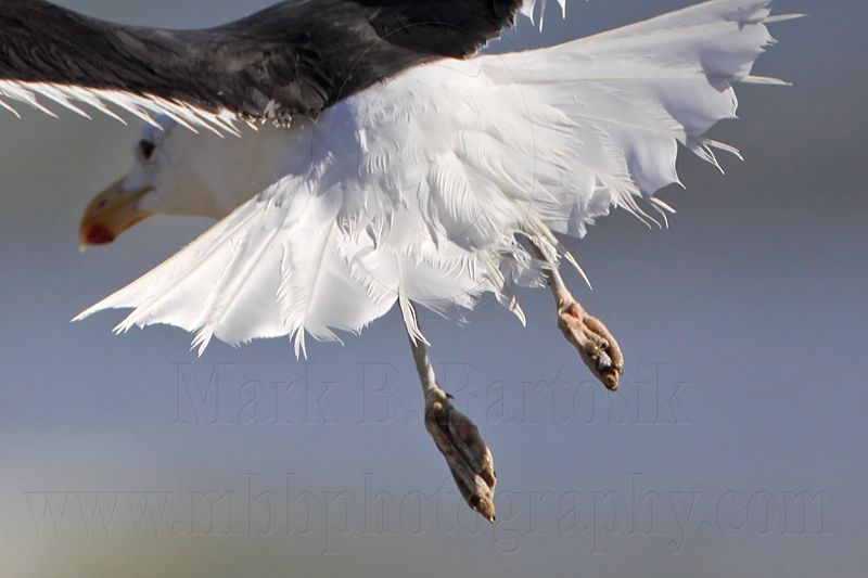 _MG_2358crop Kelp Gull.jpg