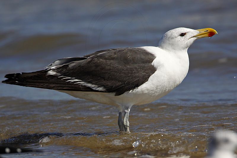 _MG_2394 Kelp Gull.jpg