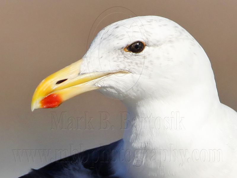 _MG_3409crop Kelp Gull.jpg
