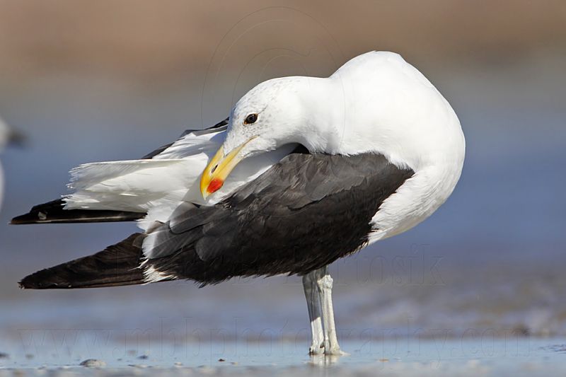 _MG_3412 Kelp Gull.jpg