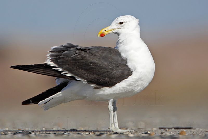 _MG_3464 Kelp Gull.jpg