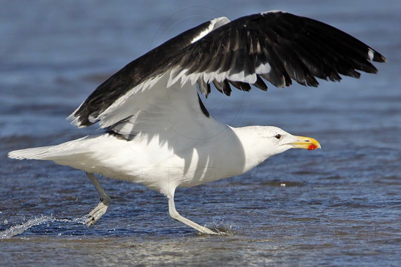 _MG_3914 Kelp Gull.jpg