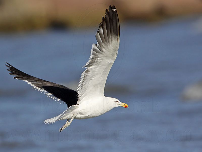 _MG_3922 Kelp Gull.jpg
