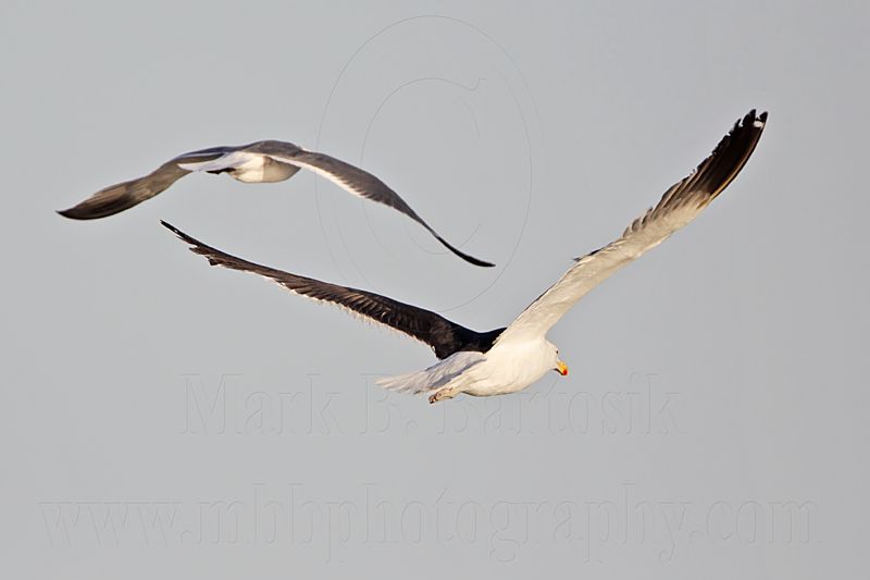 _MG_4940 Kelp Gull.jpg