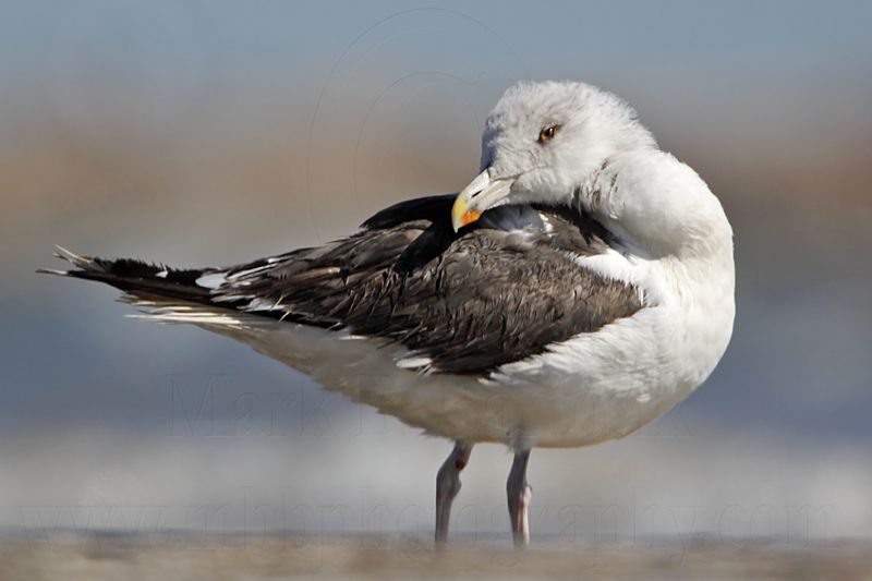 _MG_1704 Great Black-backed Gull.jpg