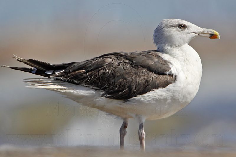 _MG_1747 Great Black-backed Gull.jpg