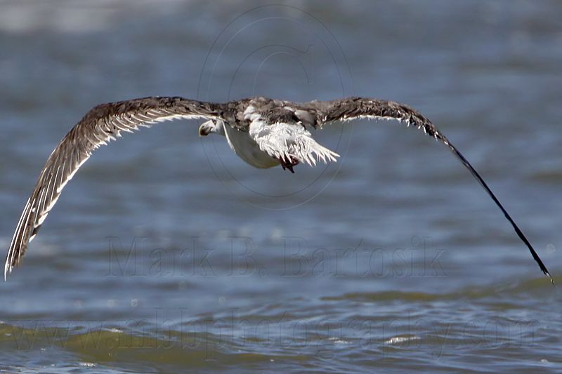 _MG_1769 Great Black-backed Gull.jpg