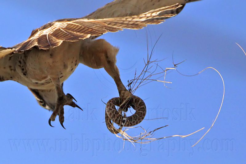 _MG_8278 Red-tailed Hawk & Western Diamondback Rattlesnake.jpg