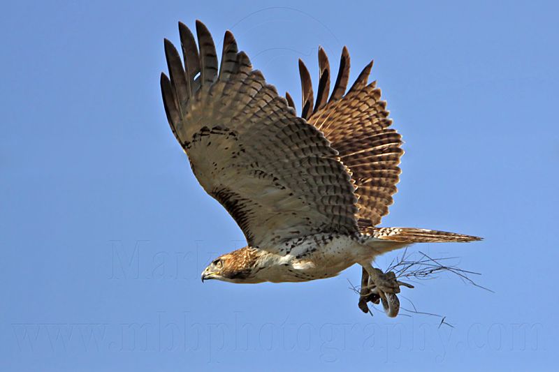 _MG_8286 Red-tailed Hawk & Western Diamondback Rattlesnake.jpg