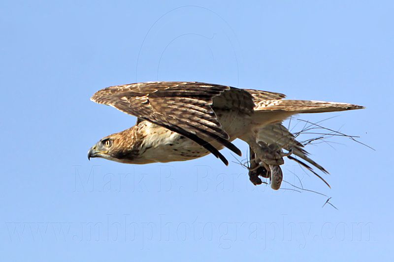 _MG_8288 Red-tailed Hawk & Western Diamondback Rattlesnake.jpg