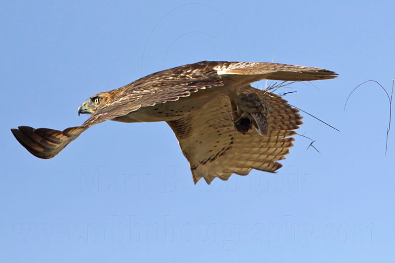 _MG_8289 Red-tailed Hawk & Western Diamondback Rattlesnake.jpg