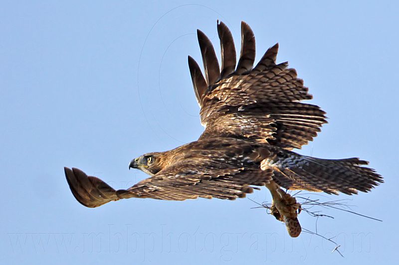 _MG_8293 Red-tailed Hawk & Western Diamondback Rattlesnake.jpg