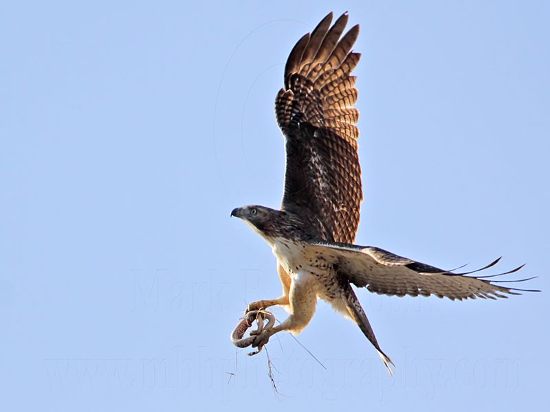 _MG_8298 Red-tailed Hawk & Western Diamondback Rattlesnake.jpg