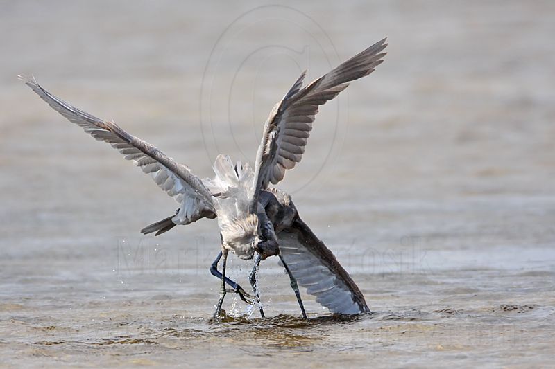 _MG_4783 Reddish Egret.jpg