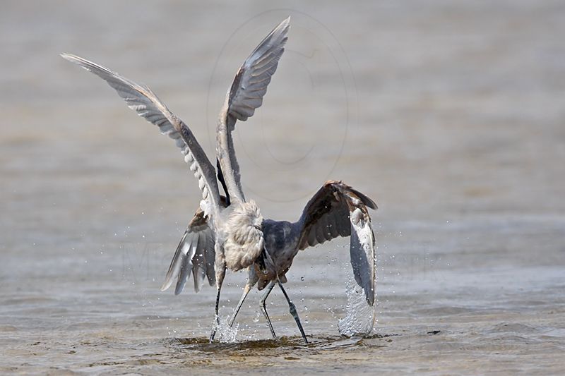 _MG_4784 Reddish Egret.jpg