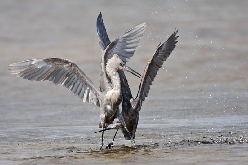 _MG_4787 Reddish Egret.jpg