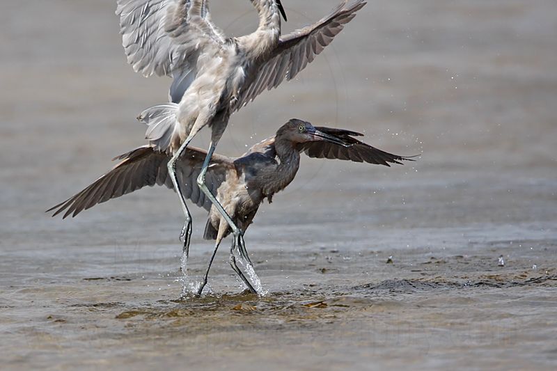 _MG_4788 Reddish Egret.jpg