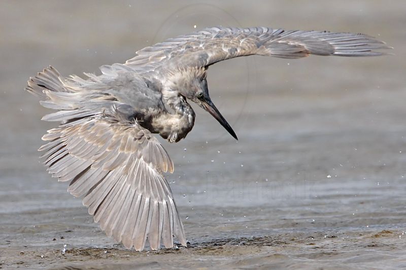_MG_4791 Reddish Egret.jpg