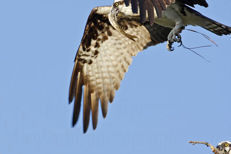 _MG_7931 Osprey.jpg