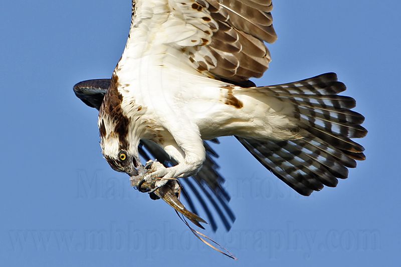 _MG_7935 Osprey.jpg