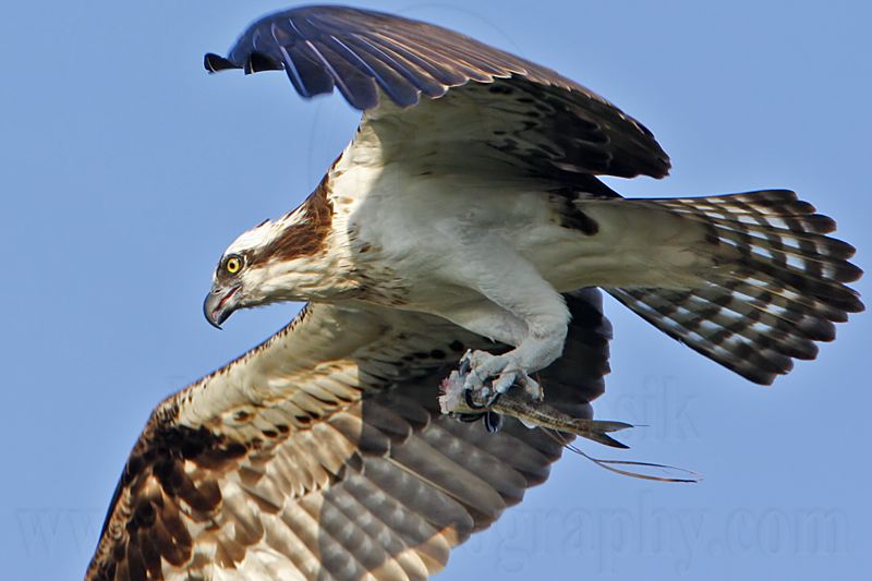 _MG_7938 Osprey.jpg