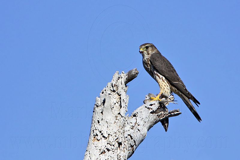_MG_3935 Merlin.jpg