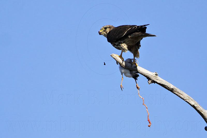 _MG_4096 Merlin.jpg