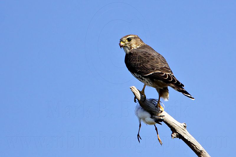 _MG_4132 Merlin.jpg