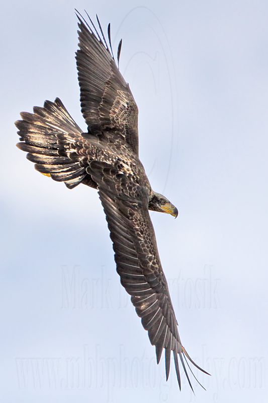 _MG_0125 Bald Eagle.jpg