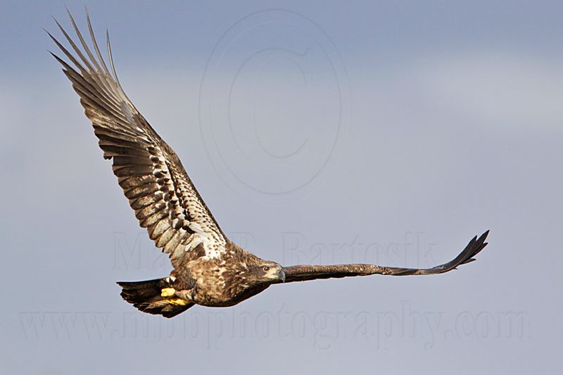 _MG_0209 Bald Eagle.jpg