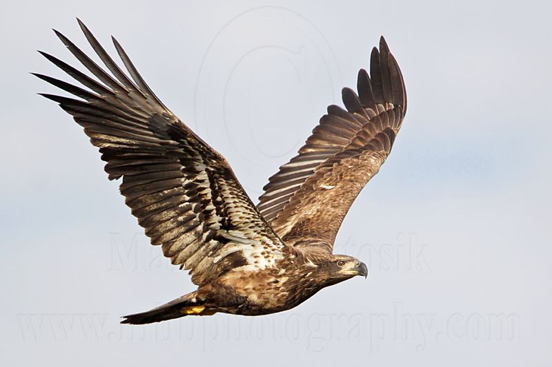 _MG_0222 Bald Eagle.jpg