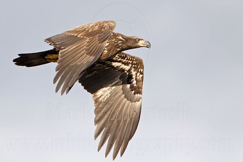 _MG_0230 Bald Eagle.jpg