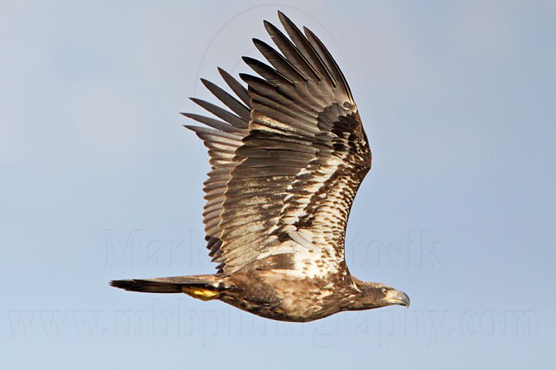 _MG_0238 Bald Eagle.jpg