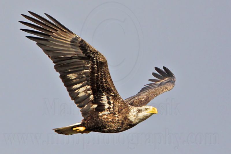 _MG_0340 Bald Eagle.jpg