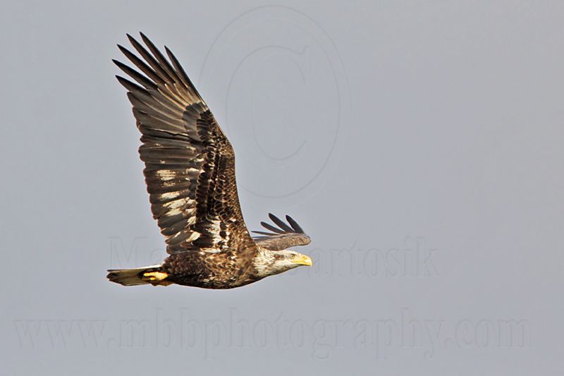 _MG_0349 Bald Eagle.jpg