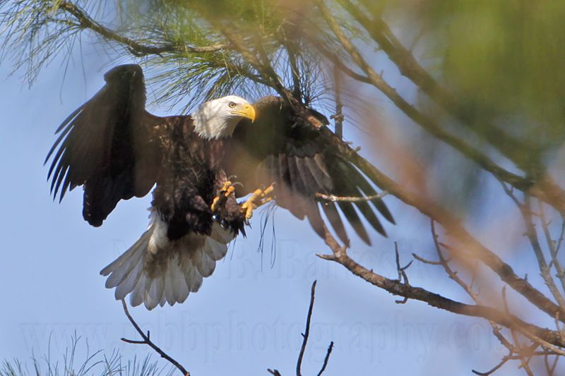 _MG_0437 Bald Eagle.jpg