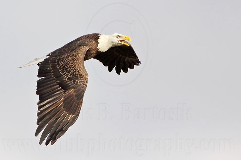 _MG_0456 Bald Eagle.jpg