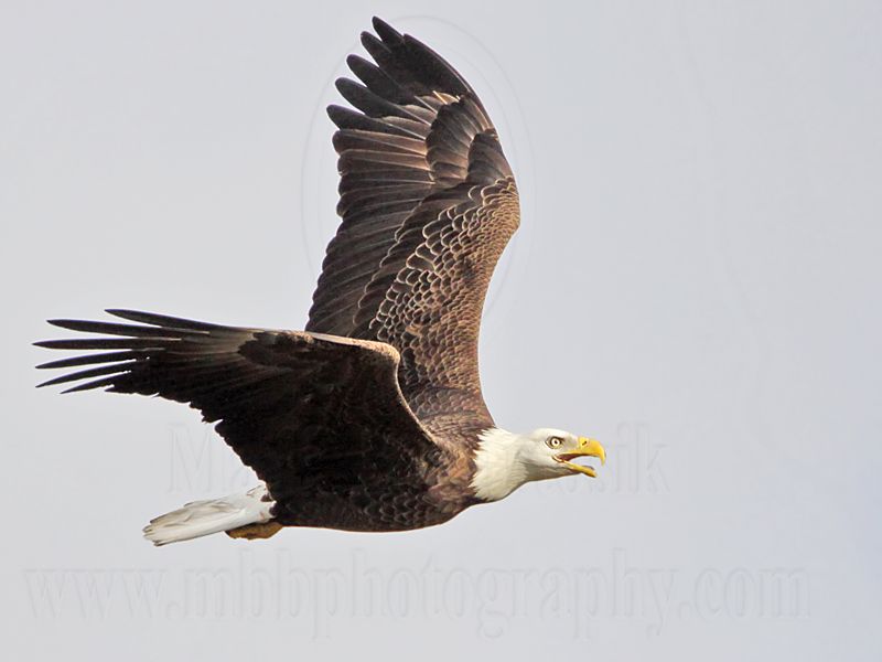 _MG_0457 Bald Eagle.jpg