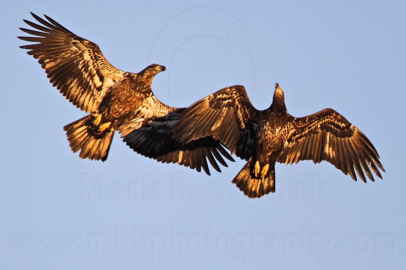 _MG_3750 Bald Eagle.jpg