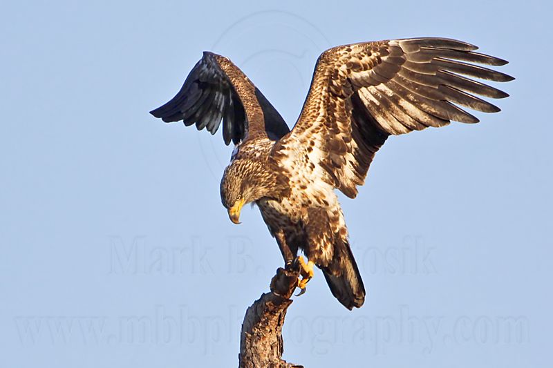 _MG_4018 Bald Eagle.jpg