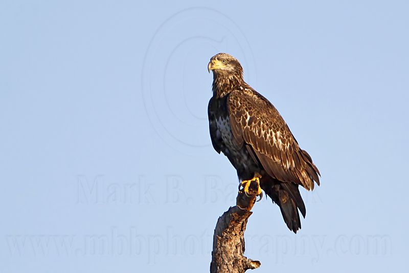 _MG_4047 Bald Eagle.jpg