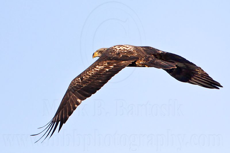 _MG_4252 Bald Eagle.jpg