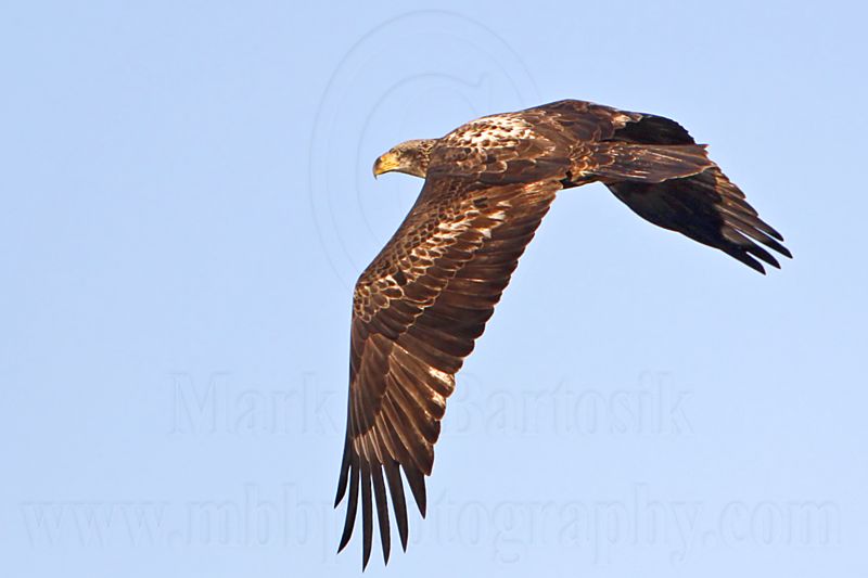 _MG_4255 Bald Eagle.jpg