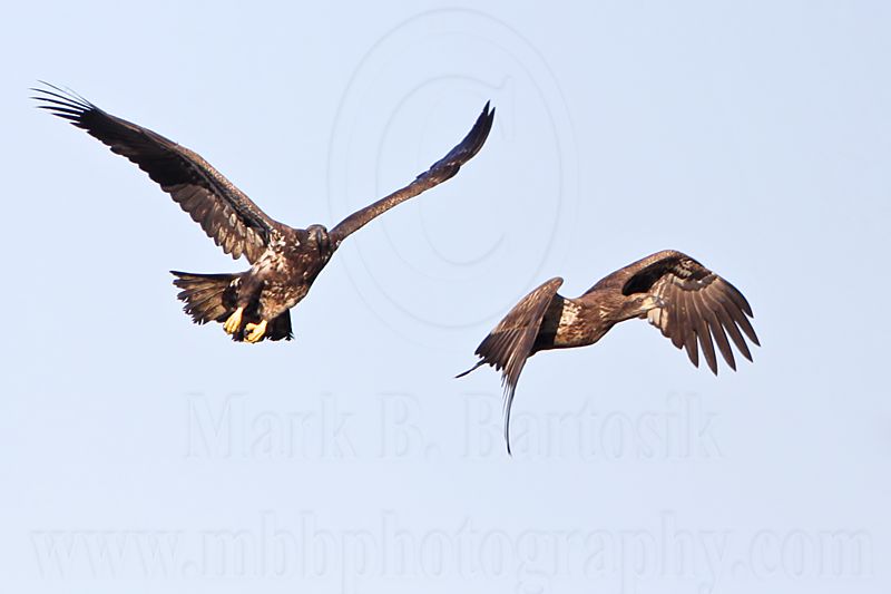 _MG_4692 Bald Eagle.jpg