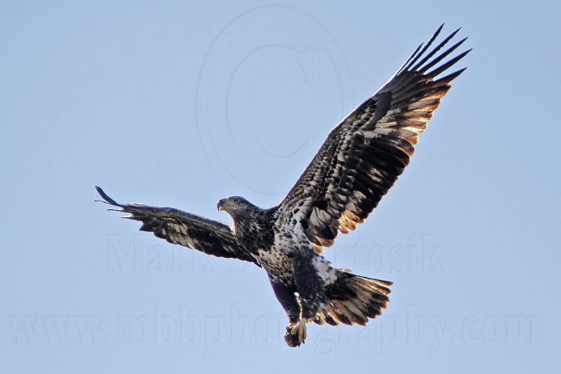 _MG_5321 Bald Eagle.jpg