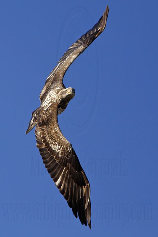_MG_5390 Bald Eagle.jpg